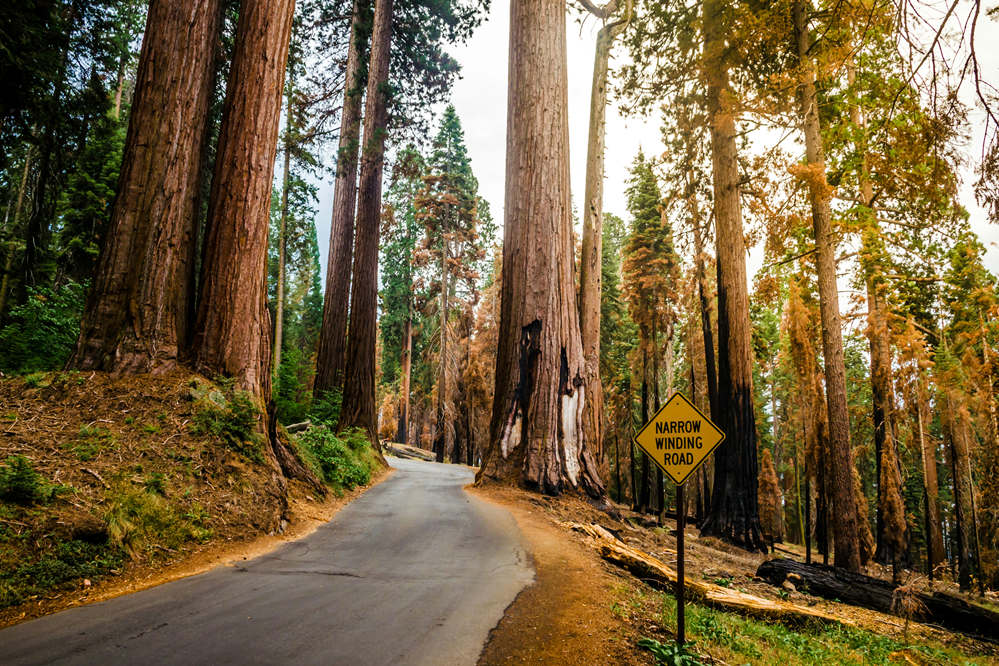 is sequoia national park open